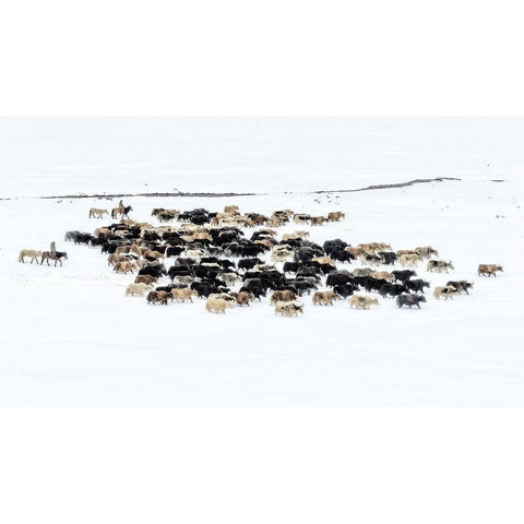 Yaks In Snow Black Modern Wood Framed Art Print with Double Matting by Zhu, Hua