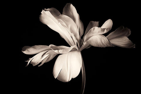 Untitled Black Ornate Wood Framed Art Print with Double Matting by Myles, Penny