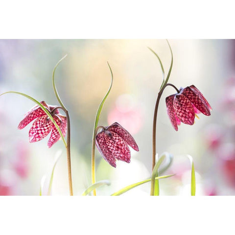 Snakes Head Fritillary Gold Ornate Wood Framed Art Print with Double Matting by Disher, Mandy