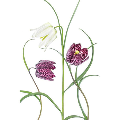 Snakes Head Fritillary White Modern Wood Framed Art Print by Disher, Mandy