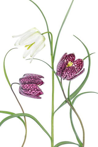 Snakes Head Fritillary White Modern Wood Framed Art Print with Double Matting by Disher, Mandy