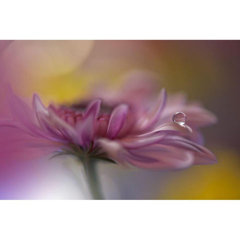 Beyond Words... White Modern Wood Framed Art Print by Nan, Juliana