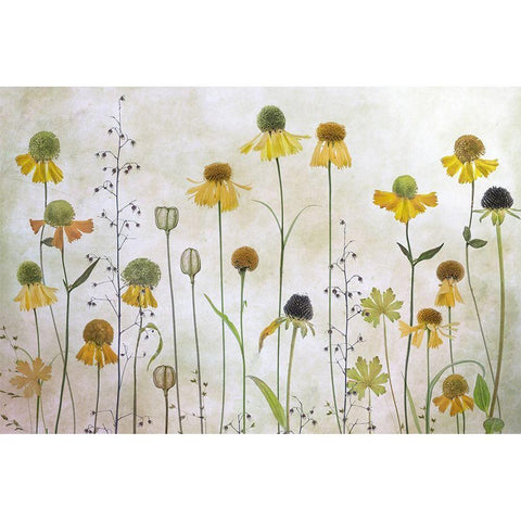 Helenium White Modern Wood Framed Art Print by Disher, Mandy