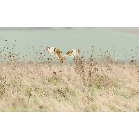 Hunting Short Eared Owl Gold Ornate Wood Framed Art Print with Double Matting by Meswani, Prashant