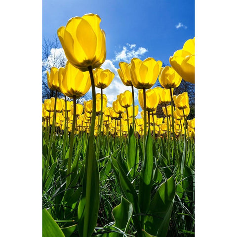 Tulipani White Modern Wood Framed Art Print by Ravasco, Lorenzo