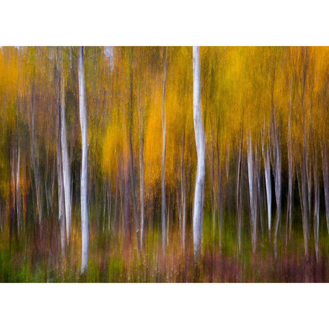 Abstract Fall White Modern Wood Framed Art Print by Christensen, Andreas