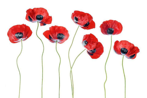 Ladybird Poppies Black Ornate Wood Framed Art Print with Double Matting by Disher, Mandy