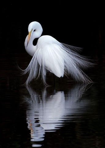 Watching Black Ornate Wood Framed Art Print with Double Matting by Li, Ben