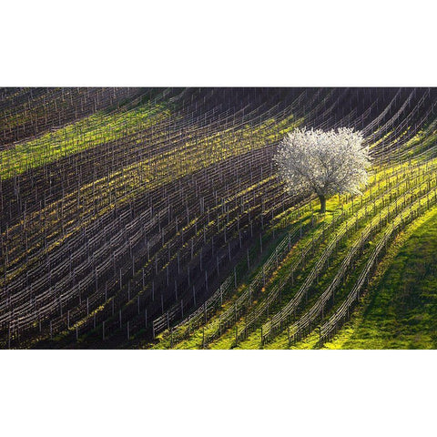 Strings Of Spring Black Modern Wood Framed Art Print with Double Matting by Sokolovsky, Vlad