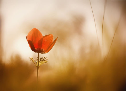 Untitled White Modern Wood Framed Art Print with Double Matting by Or, Keren