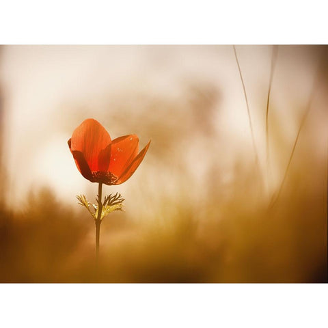 Untitled Black Modern Wood Framed Art Print with Double Matting by Or, Keren