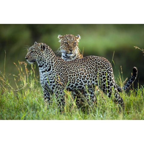 Leopard Family Black Modern Wood Framed Art Print with Double Matting by Roshkumar