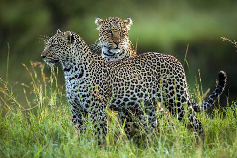 Leopard Family Black Ornate Wood Framed Art Print with Double Matting by Roshkumar