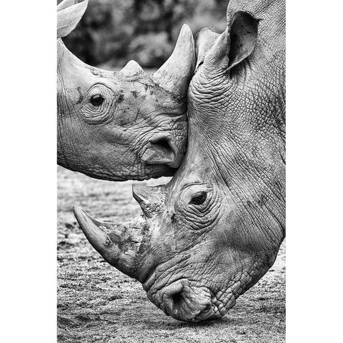 Face To Face Black Modern Wood Framed Art Print with Double Matting by Concepcion Alvarado, Jesus