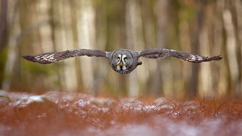 Great Grey Owl White Modern Wood Framed Art Print with Double Matting by Zygmunt, Milan