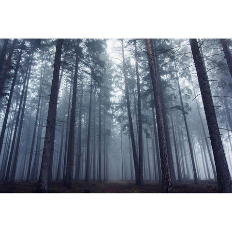 Mysterious Foggy Forest. Black Modern Wood Framed Art Print with Double Matting by Charouz, David