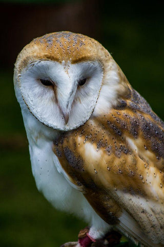 Tawny White Modern Wood Framed Art Print with Double Matting by Bozzard, Edward