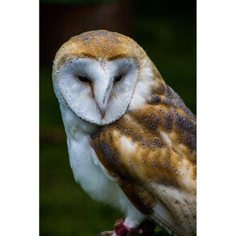 Tawny Gold Ornate Wood Framed Art Print with Double Matting by Bozzard, Edward