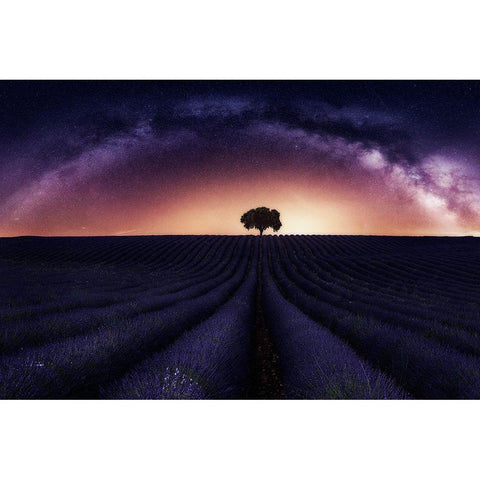 My Lavander White Modern Wood Framed Art Print by Ruiz Dueso, Jorge