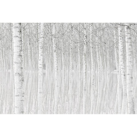 Trees Black Modern Wood Framed Art Print with Double Matting by Simone, Aglioni