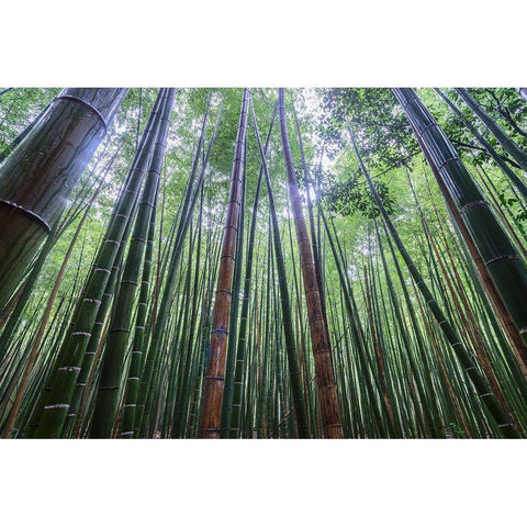 Tall White Modern Wood Framed Art Print by Wrobel, Karsten