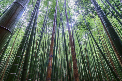 Tall Black Ornate Wood Framed Art Print with Double Matting by Wrobel, Karsten