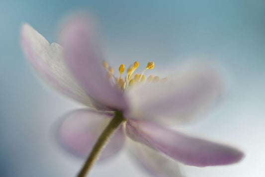 Image Only