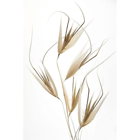 Delicacy Of Nature Black Modern Wood Framed Art Print with Double Matting by Lagandre, Thierry