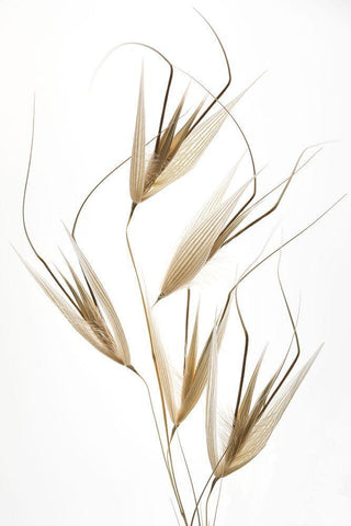 Delicacy Of Nature White Modern Wood Framed Art Print with Double Matting by Lagandre, Thierry