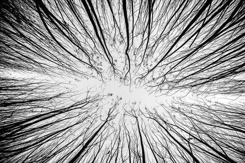 Up To The Sky Black Ornate Wood Framed Art Print with Double Matting by Denisvesely