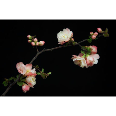 Manzano Silvestre En Flor White Modern Wood Framed Art Print by Rodriguez Maldonado, Antonio