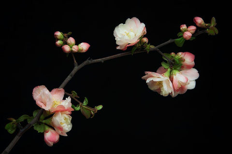 Manzano Silvestre En Flor White Modern Wood Framed Art Print with Double Matting by Rodriguez Maldonado, Antonio