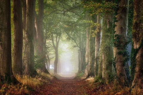 Forward White Modern Wood Framed Art Print with Double Matting by Borggreve, Ellen