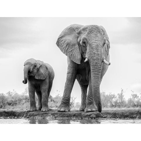 Duo Black Modern Wood Framed Art Print by Marx, Jaco