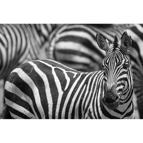 Stripes White Modern Wood Framed Art Print by Catta, Alessandro