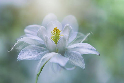 Purity Black Ornate Wood Framed Art Print with Double Matting by Parker, Jacky