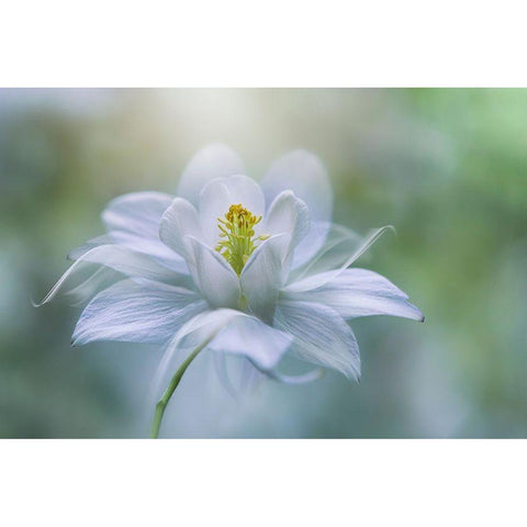 Purity White Modern Wood Framed Art Print by Parker, Jacky