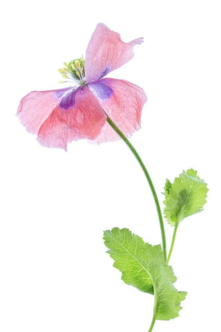 Poppy White Modern Wood Framed Art Print with Double Matting by Disher, Mandy