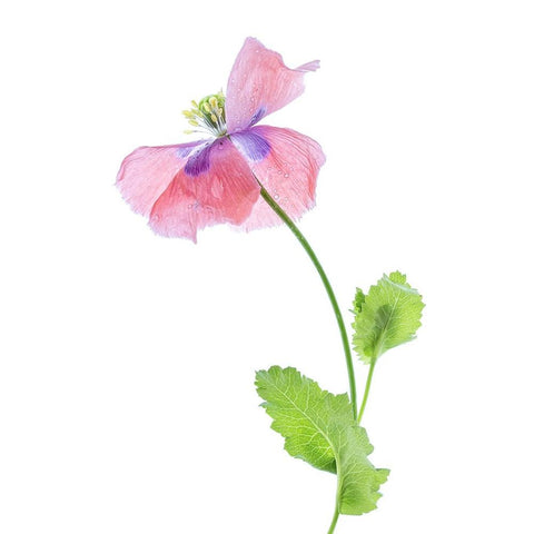 Poppy White Modern Wood Framed Art Print by Disher, Mandy