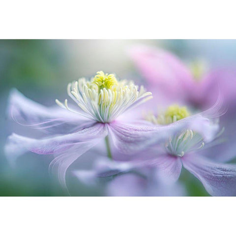 Sway Gold Ornate Wood Framed Art Print with Double Matting by Parker, Jacky