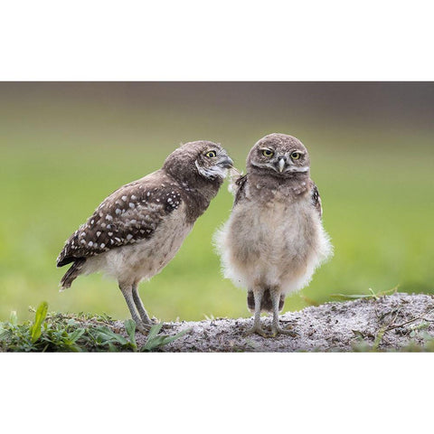 Leave Me Alone! Black Modern Wood Framed Art Print by Barsh, Greg