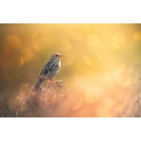 Lost In Bokeh Gold Ornate Wood Framed Art Print with Double Matting by Pezeshki, Sina