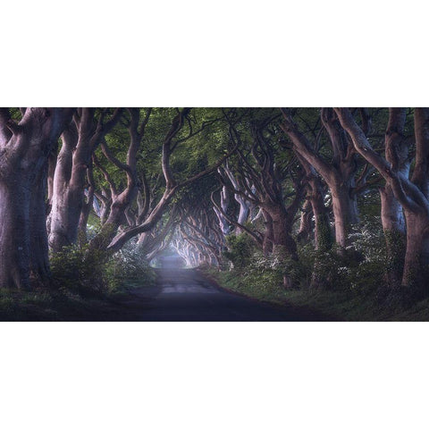 The Dark Hedges Black Modern Wood Framed Art Print with Double Matting by Gastager, Daniel