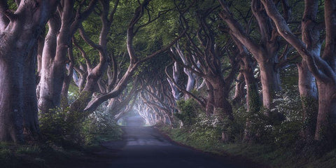 The Dark Hedges White Modern Wood Framed Art Print with Double Matting by Gastager, Daniel