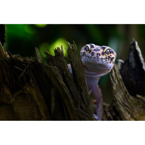 Cute Smile Black Modern Wood Framed Art Print with Double Matting by Maududdin, Fauzan