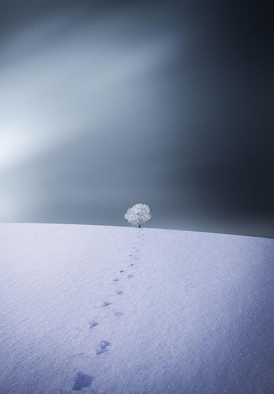 Image Only
