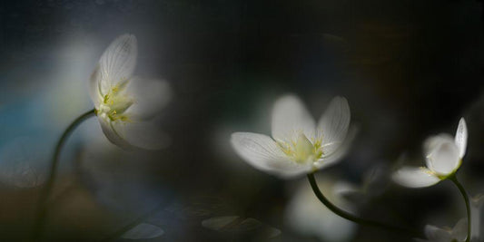Image Only