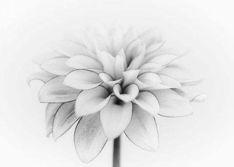 White Dahlia White Modern Wood Framed Art Print with Double Matting by Gronkjar, Lotte