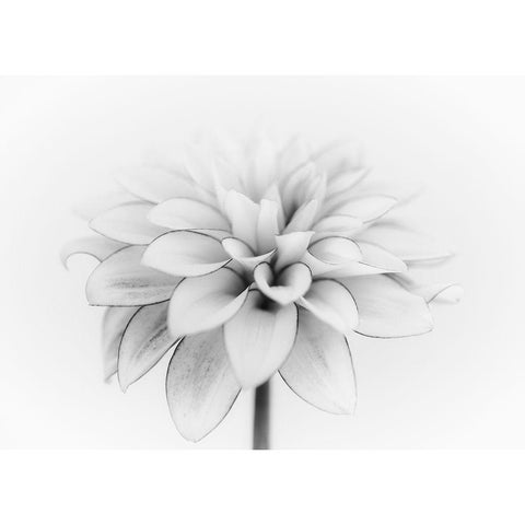 White Dahlia Black Modern Wood Framed Art Print by Gronkjar, Lotte
