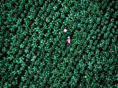 Sheer Purity Black Ornate Wood Framed Art Print with Double Matting by Chengzhou, Zhou